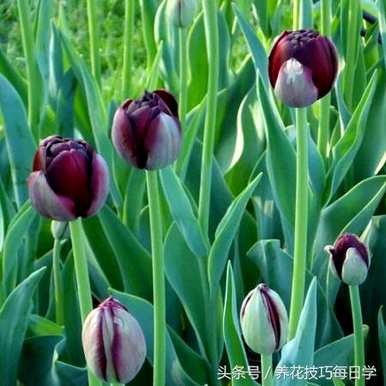 郁金香花期水培多久，郁金香花期水培多久？