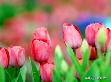 世界十大最美名花排名，世界十大最美荷花排名