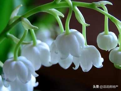 世界十大最美名花排名，世界十大最美荷花排名