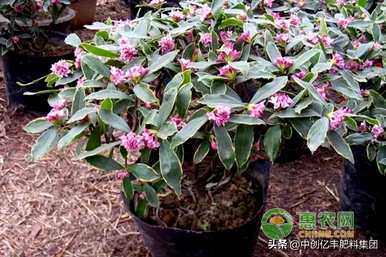 金边瑞香花期长吗？水培金边瑞香花期