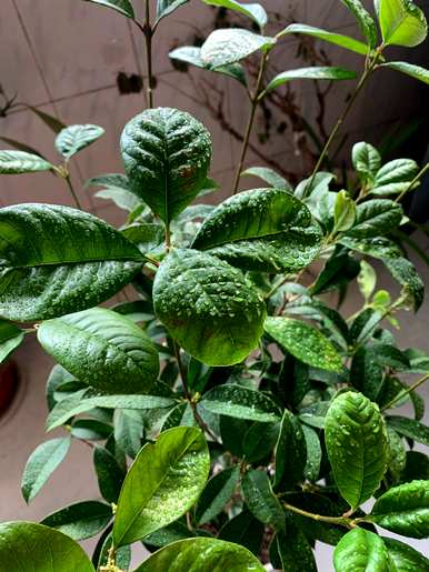盆栽大桂花树修剪，如何种植桂花树盆栽