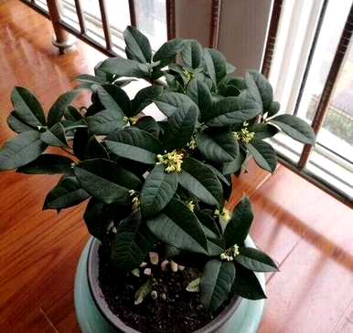 盆栽大桂花树修剪，如何种植桂花树盆栽