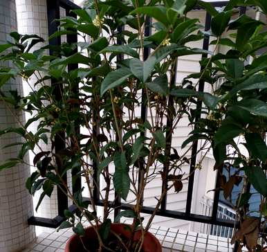盆栽大桂花树修剪，如何种植桂花树盆栽