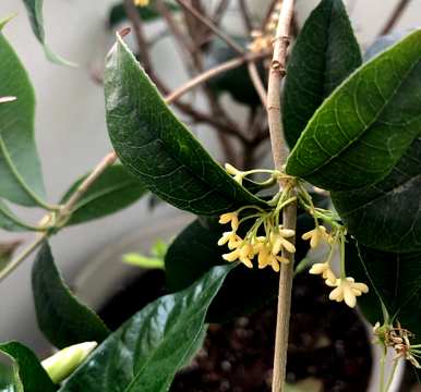 盆栽大桂花树修剪，如何种植桂花树盆栽
