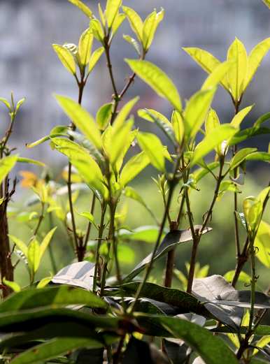 盆栽大桂花树修剪，如何种植桂花树盆栽