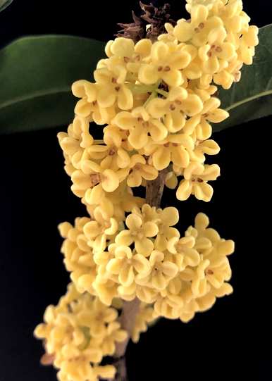 盆栽大桂花树修剪，如何种植桂花树盆栽