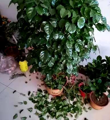 如何保养幸福树比较好，水培小幸福树的保养方法