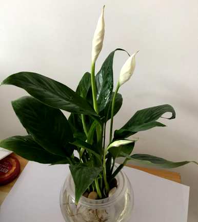 白掌怎样才能开花更旺盛，白掌怎样养护才能开花更旺盛？