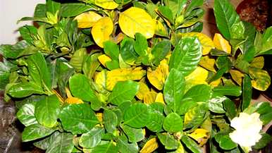 栀子花怎么养才能开花？栀子花怎么开花？