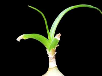 如何种植虎眼万年青，用什么土壤种植虎眼万年青？
