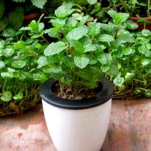 院子里种什么植物驱蚊，种什么植物驱蚊？