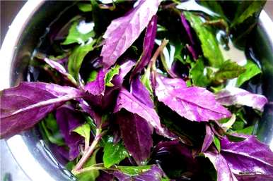 院子里种什么植物驱蚊，种什么植物驱蚊？