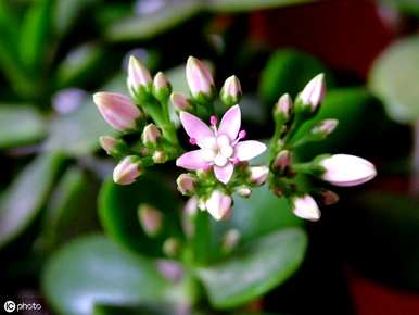玉树何时开花，玉树何时开花？