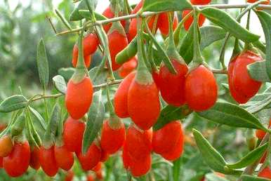 院子里种什么植物驱蚊，种什么植物驱蚊？