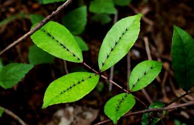 院子里种什么植物驱蚊，种什么植物驱蚊？