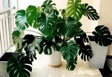 室内入门花有哪些品种，室内花有哪些品种？
