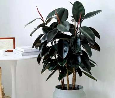 室内入门花有哪些品种，室内花有哪些品种？