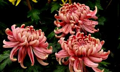 菊花怎么养才能更旺盛？为什么盆里的菊花不旺盛？