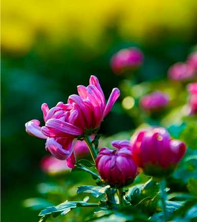 菊花怎么养才能更旺盛？为什么盆里的菊花不旺盛？