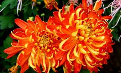 菊花怎么养才能更旺盛？为什么盆里的菊花不旺盛？