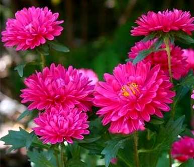 菊花怎么养才能更旺盛？为什么盆里的菊花不旺盛？