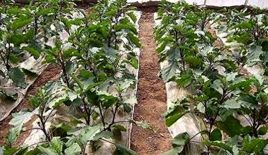 茄子如何修剪高产，茄子如何高产？