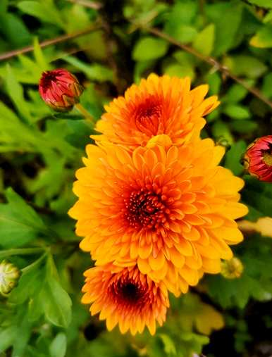菊花种子如何育苗，菊花种子如何育苗