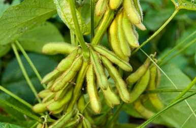 适合6月份种植的蔬菜，6月份能种什么蔬菜？