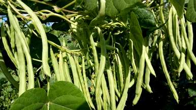 适合6月份种植的蔬菜，6月份能种什么蔬菜？