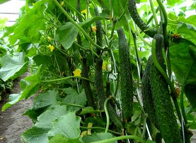 适合6月份种植的蔬菜，6月份能种什么蔬菜？