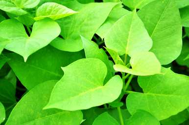 适合6月份种植的蔬菜，6月份能种什么蔬菜？