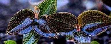 如何种植金线莲种子？金线莲种子发芽视频