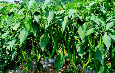 适合6月份种植的蔬菜，6月份能种什么蔬菜？