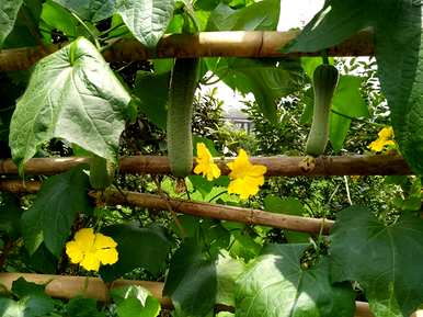 适合6月份种植的蔬菜，6月份能种什么蔬菜？