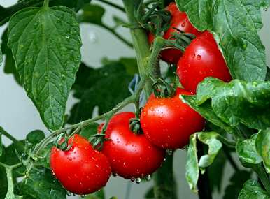 适合6月份种植的蔬菜，6月份能种什么蔬菜？