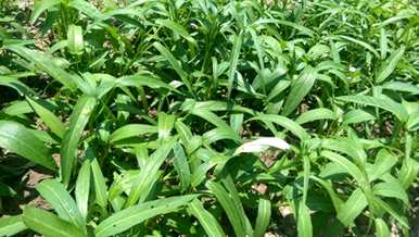 适合6月份种植的蔬菜，6月份能种什么蔬菜？