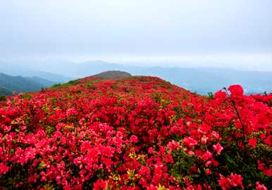 如何在冬季种植和维护映山红？