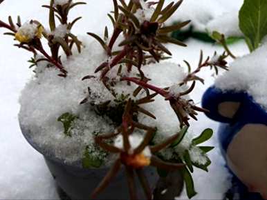 如何种植太阳花？玻璃瓶种植太阳花
