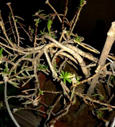 如何种植太阳花？玻璃瓶种植太阳花