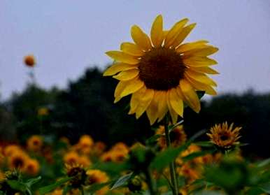 什么季节适合向日葵，什么季节适合向日葵？