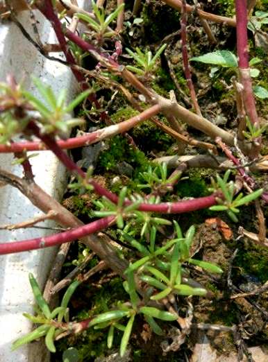 如何种植太阳花？玻璃瓶种植太阳花