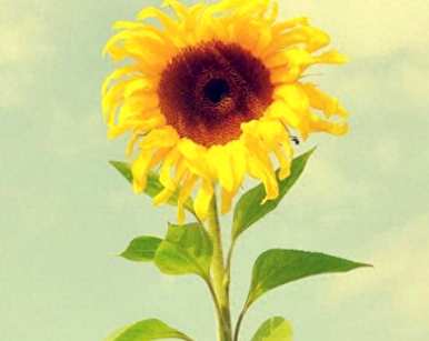 什么季节适合向日葵，什么季节适合向日葵？