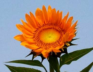 什么季节适合向日葵，什么季节适合向日葵？