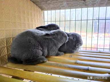 新手养兔十大品种，新手应该怎么养兔？