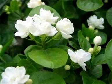 茉莉花用什么土壤栽培最好，盆栽茉莉花最好的土壤方法