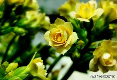 秋天能扦插长寿花吗？秋天后如何养长寿花？