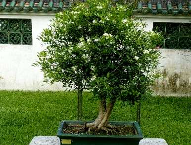 九里香小叶开花的条件，九里香什么时候开花？