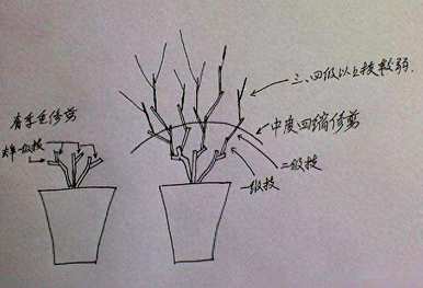 茉莉花什么季节修剪比较好，春天茉莉花的嫩枝修剪吗？