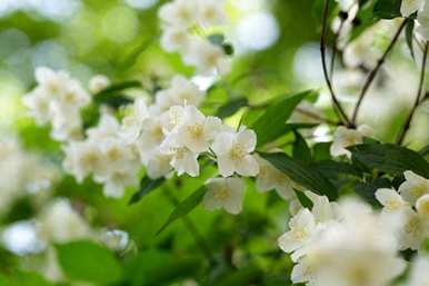 茉莉花什么季节修剪比较好，春天茉莉花的嫩枝修剪吗？