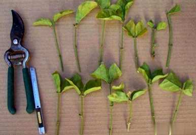 茉莉花什么季节修剪比较好，春天茉莉花的嫩枝修剪吗？